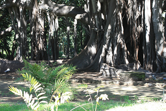 Ficus magnoliodes
