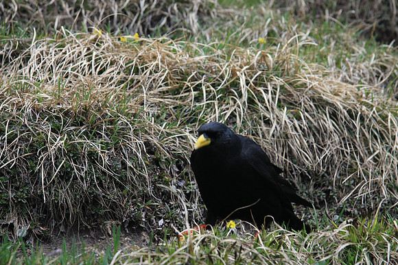 Alpine chough.