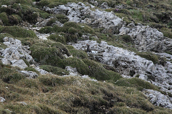 Ptarmigan - can you spot it?