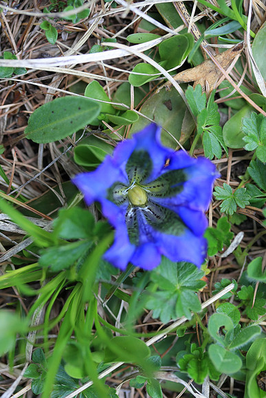 Gentiana clusii