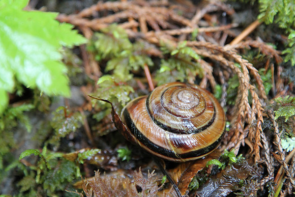 Pacific sideband snail (Monadenia fidelis)