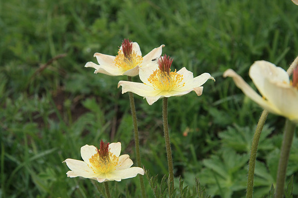 Interesting flower, not sure of the name. Anenome?