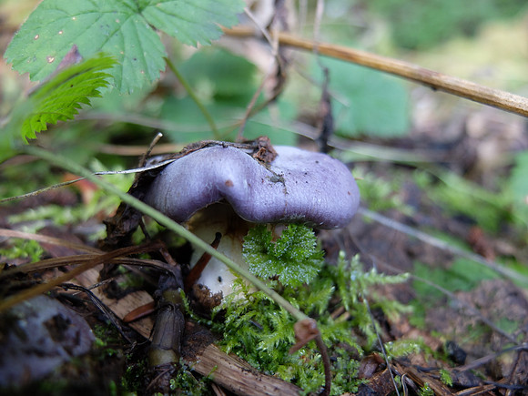 Purple mushroom.
