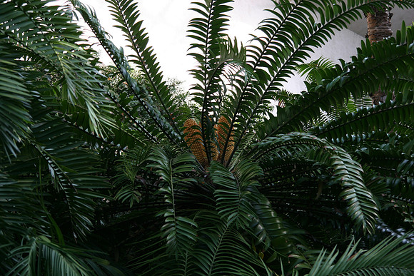 Cycad inflourescence