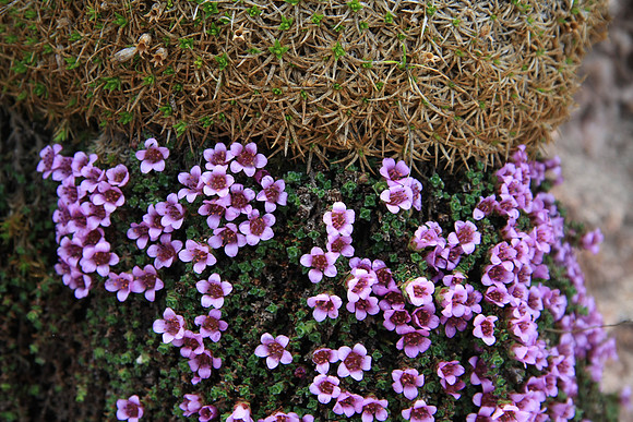 Saxifraga oppositifolia (Purple saxifrage)