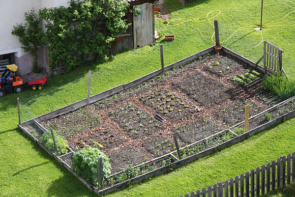 Small vegetable garden