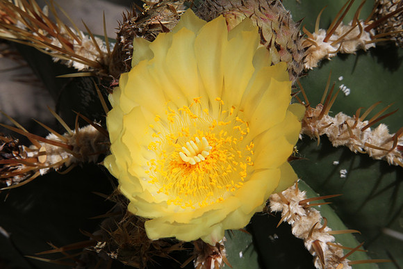 Cactus blossom.