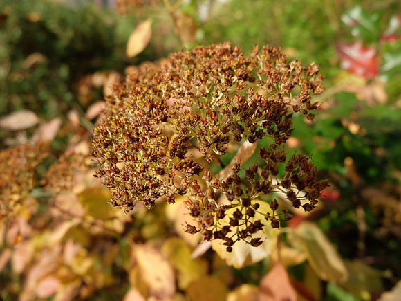 Birchleaf spiraea.