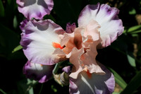 Iris - Each Year A Group are Judged