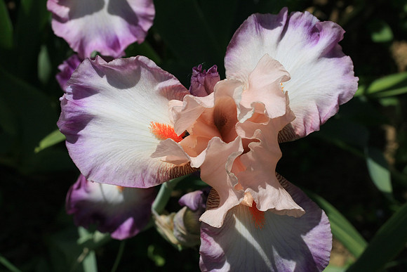 Iris - Each Year A Group are Judged