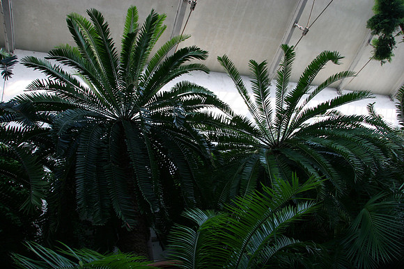 Cycads