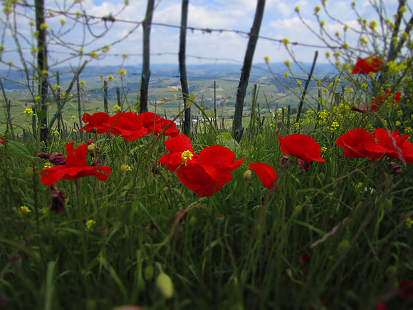 Poppies.