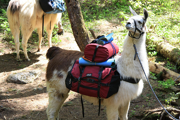 Some llamas to greet us