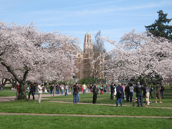 Cherry blossoms in bloom the UW