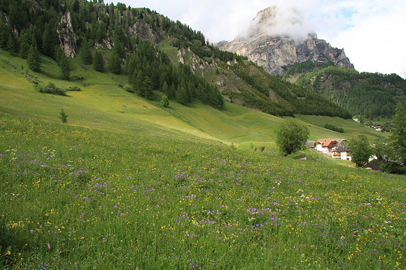 The meadows are full of color, blooming from May through August.