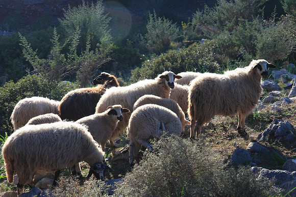 Are 'ewe' lost again?