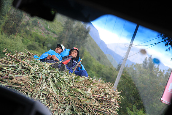 Some guys eat sugar cane? on the back of a truck.