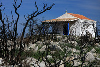 Burned trees and a little refuge which somehow survived.