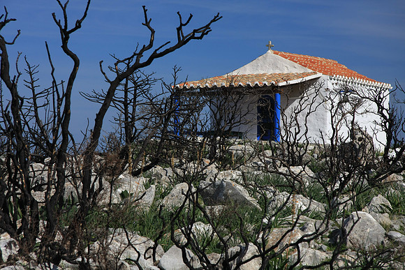 Burned trees and a little refuge which somehow survived.