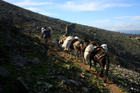 We passed donkeys hauling building materials