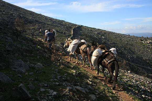 We passed donkeys hauling building materials