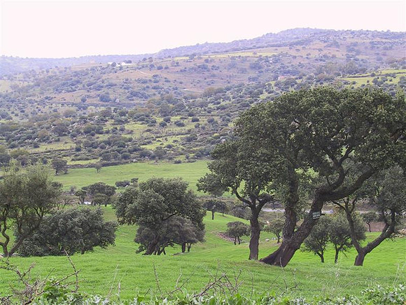 Cork Trees and Countryside Gray Day