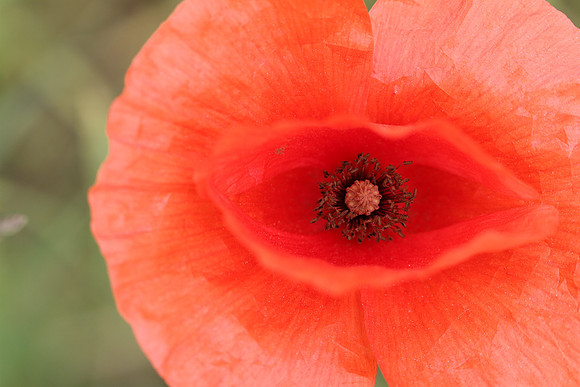A poppy close-up.
