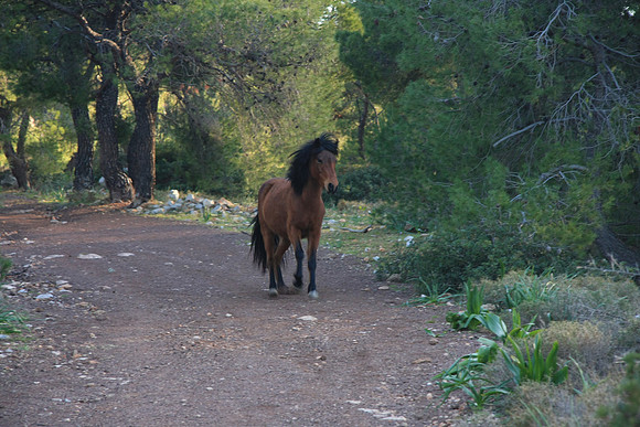 Here comes the little guy. Do we have a new friend? More likely, he senses an impending treat.