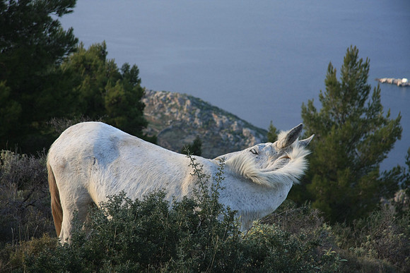 Horse out to pasture up high