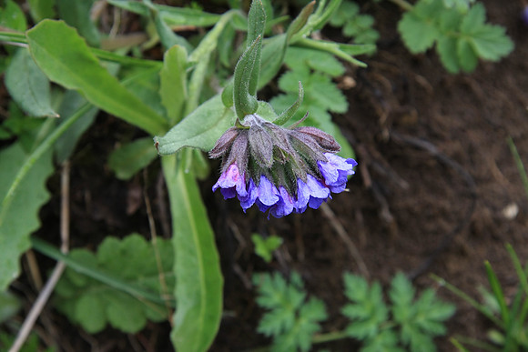 Borage
