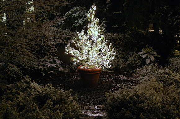 Snow in Seattle - Our Outside Christmas Tree in our front yard