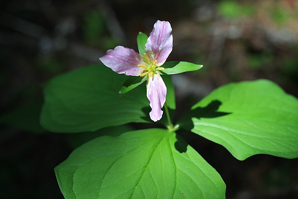 Trillium ovatum start as white and then turn purple as they age.