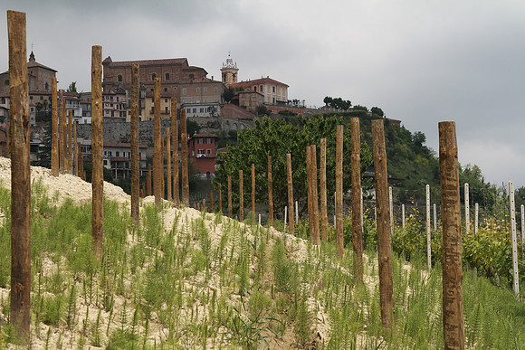 Say it isn't so, horsetails in the vineyard?