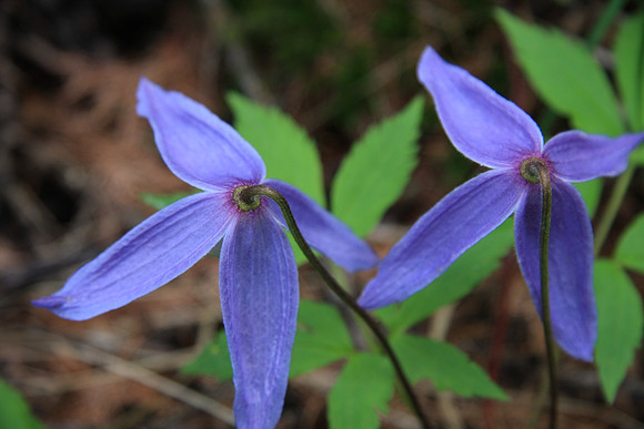 Clematis alpinus (Alpine clematis)