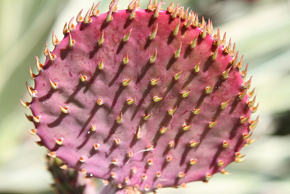 Prickly pear?