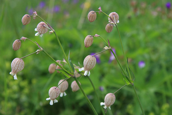 Silene vulgaris (Bladder campion)