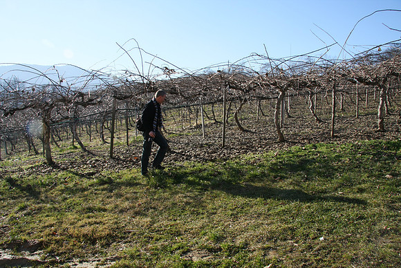 Looking for kiwi on the ground - a common crop in this area