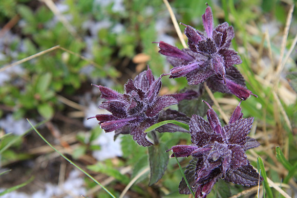 Uncertain on this plant's name.