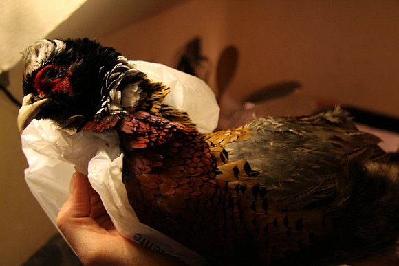 Pheasant after 3 days in the fridge
