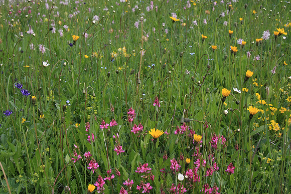 Sampling of a meadow