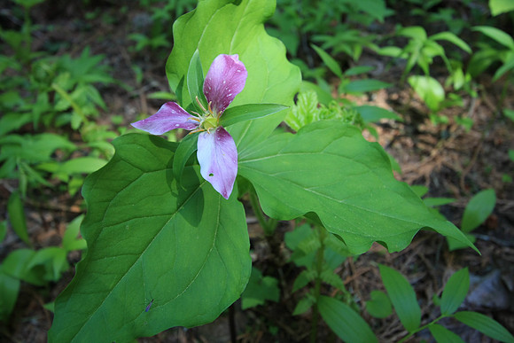 Trilliums were out in full force