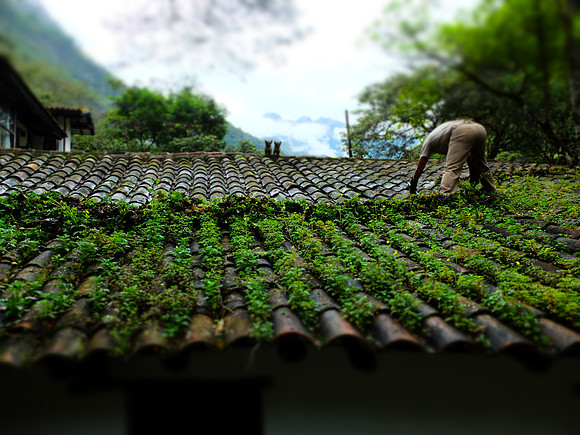 Cleaning the roof of greens, Inkaterra Hotel.