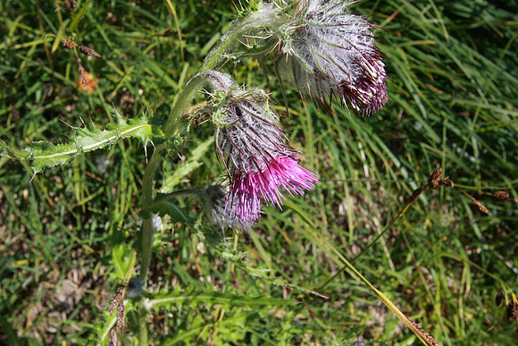 Thistle.