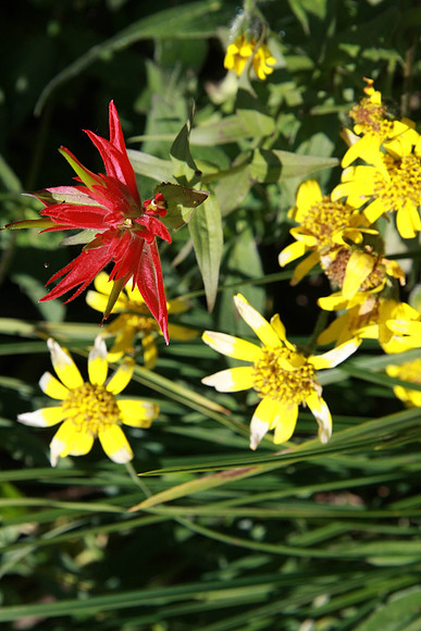 Wildflowers on the way.