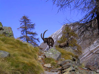 Aosta