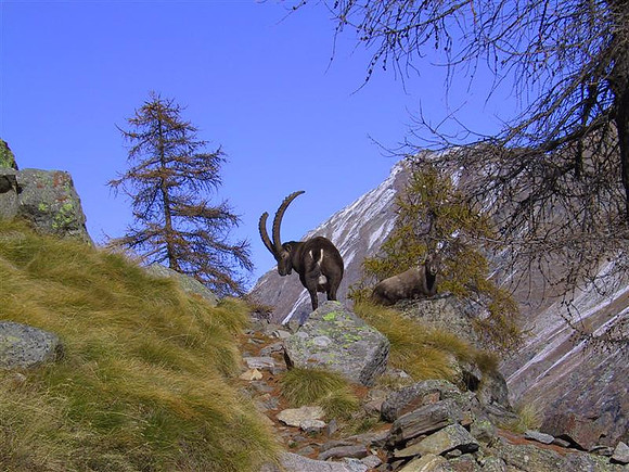 Stambecchi (Ibex) Gran Paradiso