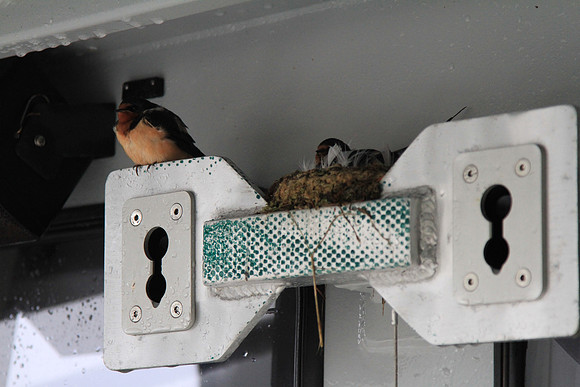 A pair of swallows set up housekeeping on Justine.