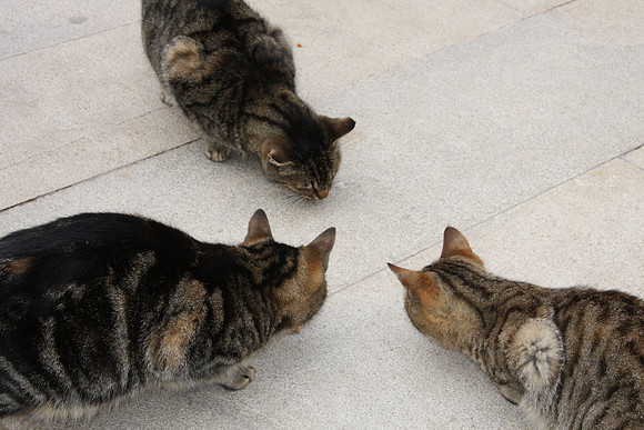 A pack of security cats plot some mischief.