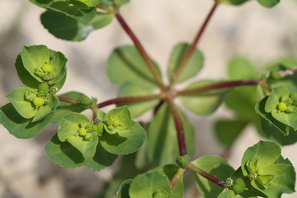 Euphorbia.