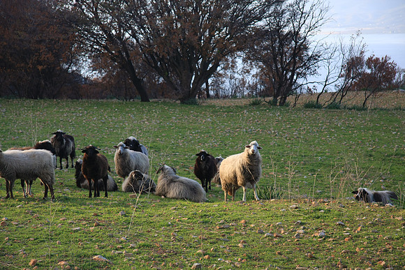 Are 'ewe' lost?